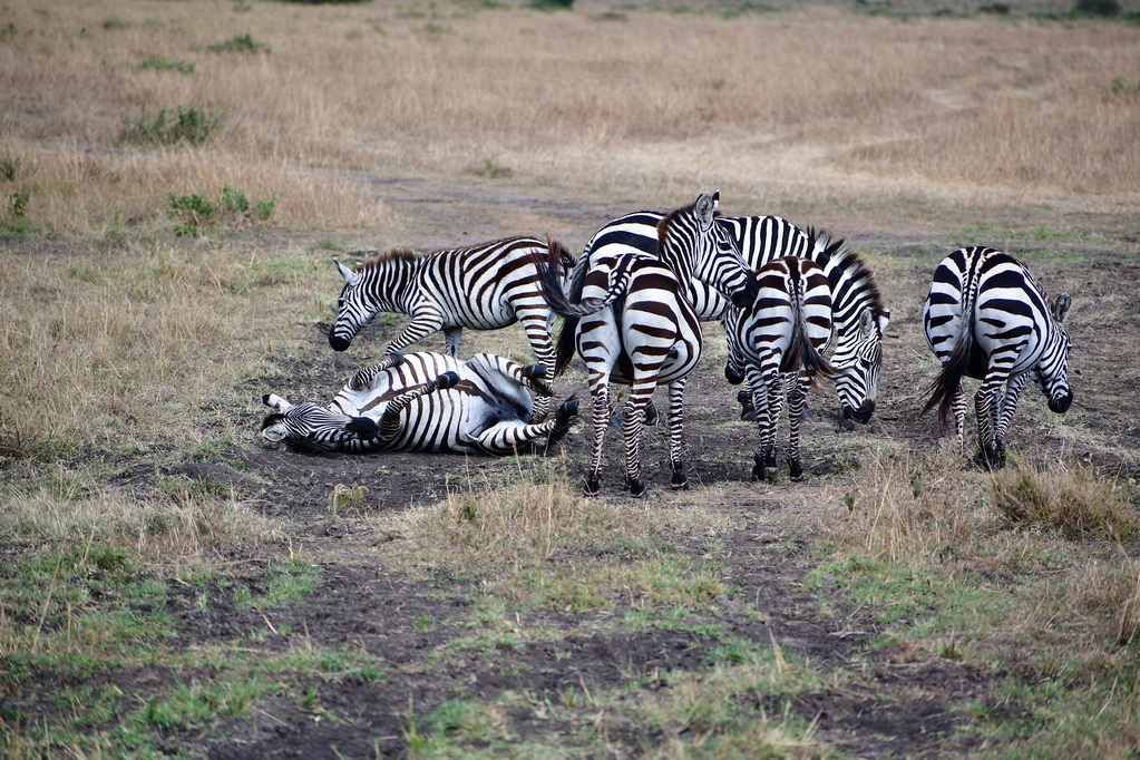 Masai Mara Nat. Reserve